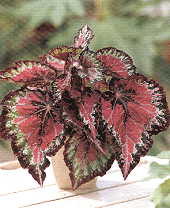 Begoniarex