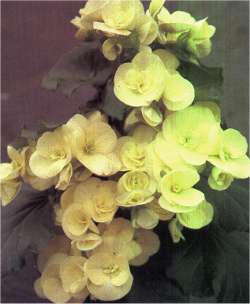Begoniaelaitor