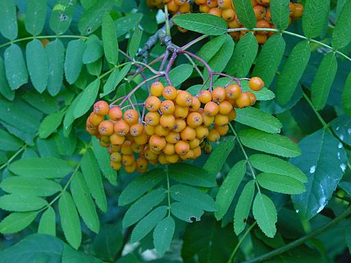 Sorbus acucuparia