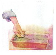 Siembra